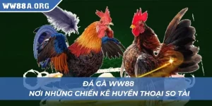 Đá gà WW88